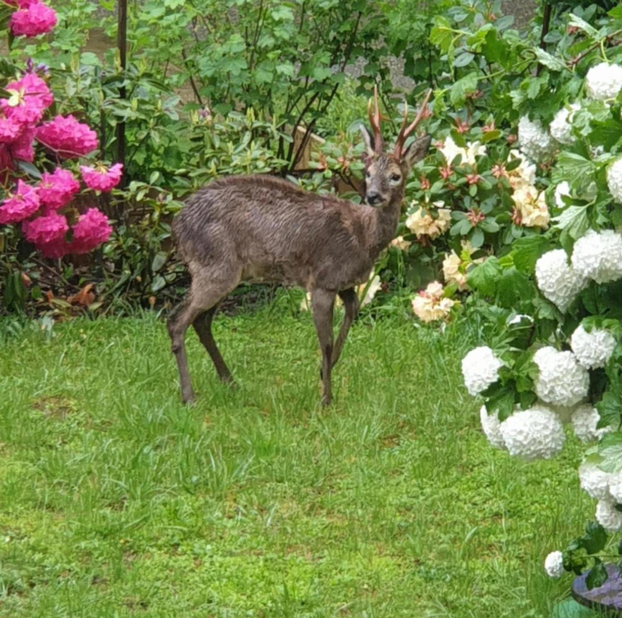 Hotel Les Tables Aux Vaches Raviege La Salvetat-sur-Agout Exteriér fotografie